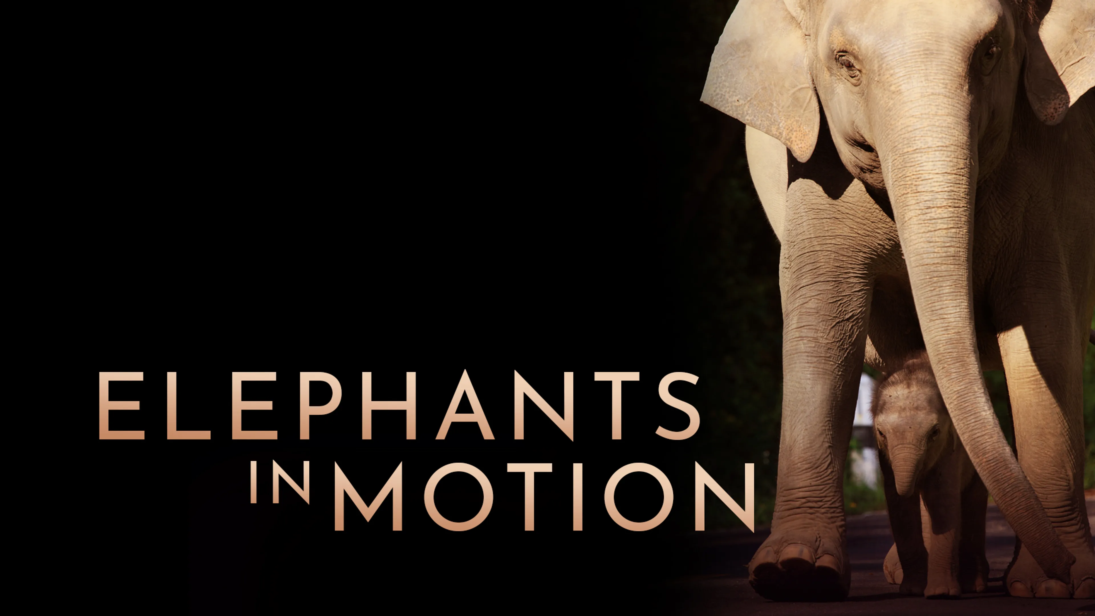 Elephants in Motion poster